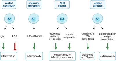 B-1 cells in immunotoxicology: Mechanisms underlying their response to chemicals and particles